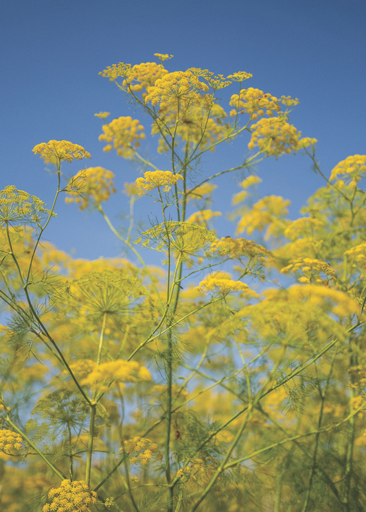 A haeven for pollinators