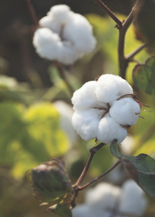 A legacy of botanical exploration