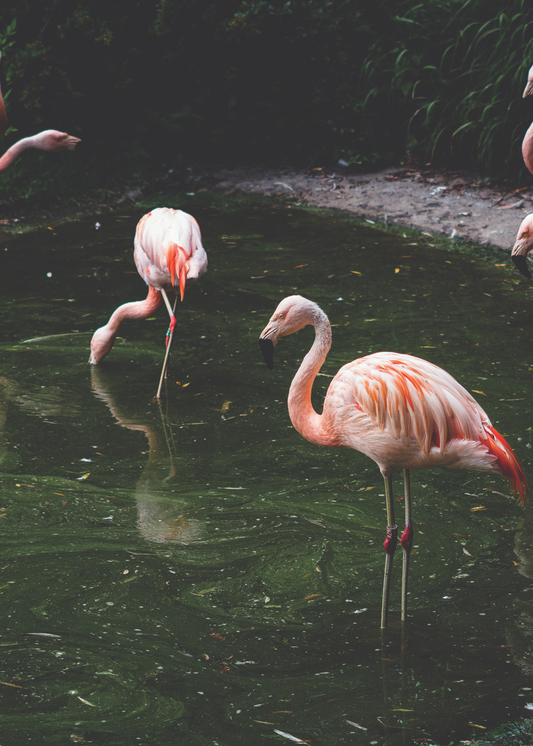 The Other Quadrangle